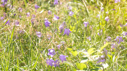 purple bells on grass background, background