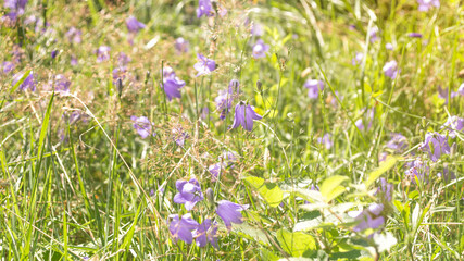 Obraz premium purple bells on grass background, background