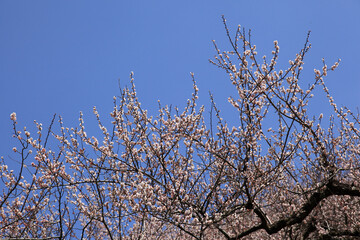 梅