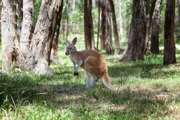 A western grey kangaroo with joey looking out of the pouch, Macropus fuliginosus, subspecies Kangaroo Island kangaroo