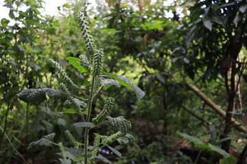 Perilla plant starting to bloom as winter approaches