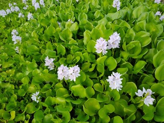 Water hyacinth image, this image shoot date is 21-10-2020, shoot in India state assam dist- barpeta, 