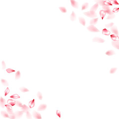 Pink sakura flower flying petals isolated on white vector background.
