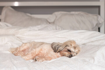 beautiful puppy shih-tzu on bed with white sheets. pets concept.