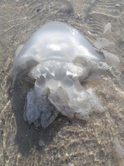 jellyfish on the beach