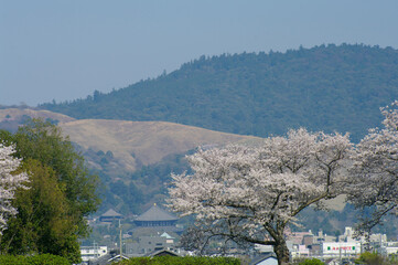 Fototapeta na wymiar 桜と奈良市街