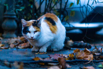 a staring directly in the camera cat on the street with autumn leaves around and some cat food