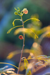 flowers in the garden
