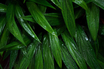 Green leaf texture with water droplets for background