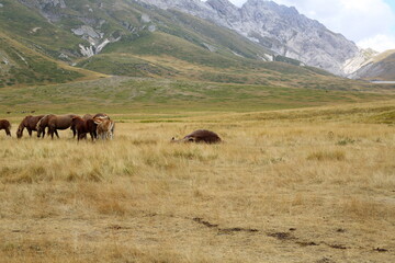 Grazing wild horses in the Gran Sasso National Park, Italy