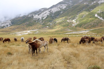 Grazing wild horses in the Gran Sasso National Park, Italy