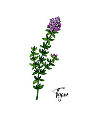 Obraz premium Hand drawn thyme branch in bloom vector illustration isolated on white. Botanical herbal plant in vintage colored sketch style. Thymus vulgaris.