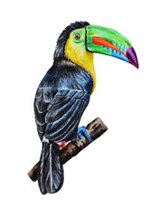 Rainbow toucan, exotic bird on isolated white background. Hand drawn. Template. Watercolor illustration.Close up.