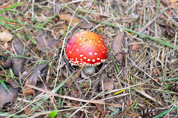 Amanita muscaria, commonly known as the fly agaric or fly amanita, is a basidiomycete of the genus Amanita. It is also a muscimol mushroom.