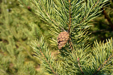 Pine cone on a branch with green needles