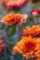 Schnecke im Anmarsch