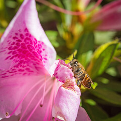 Abelha na azalea
