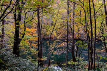蔦や木々が生い茂る森の中の紅葉の風景