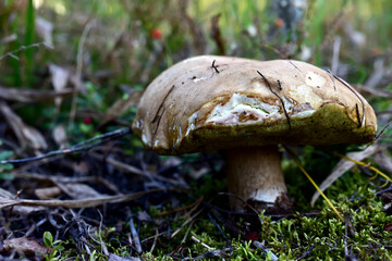 White mushroom in the forest against the background of green vegetation. Awesome boletus grows in wildlife. Porcini bolete mushrooms. Season for picked gourmet mushrooming.