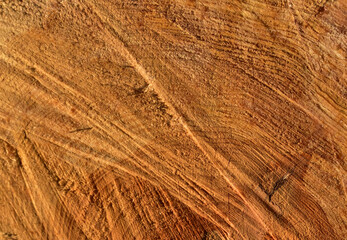 Wooden structure. Cross sectional cut end of log showing the pattern and texture created by the growth rings. Section through trunk of the wood. Annual ring on a sawn through tree.