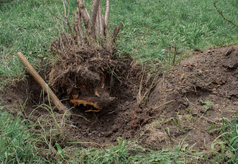 Uprooted tree. Axed tree roots in the hole. The Bush was uprooted from the ground.