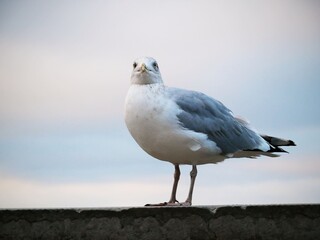 Ivory gull stands on the parapet and looks at the camera against the background of a blurry sky