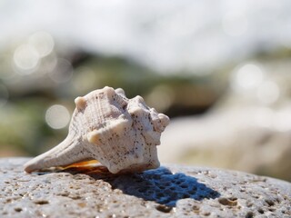White seashell lies on a stone on a blurred background