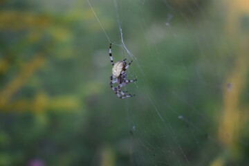 spider on web