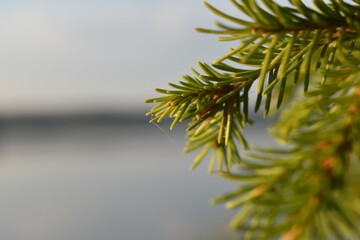 spruce branch