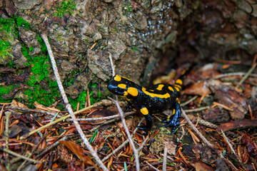 Salamandra