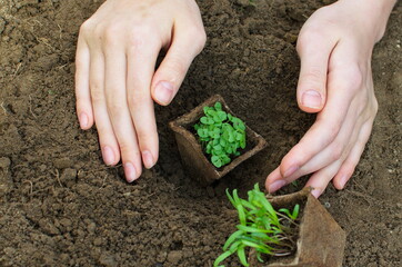 female hand a going to plant radish seedlings.    Raw sprouts, microgreens, healthy eating concept, vegan food grown at home