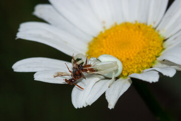 The flower (crab) spider (lat. Misumena vitia), of the family Thomisidae, with its prey.