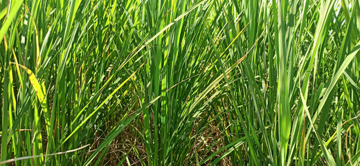 Rice plants in a large field