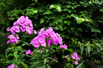 Purple garden Phlox closeup on green garden background