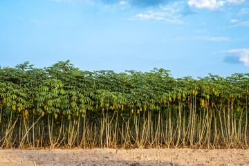 cassava tree growth in planting farm, manioc or tapioca planting field,