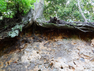 山の断面のむき出しの木の根