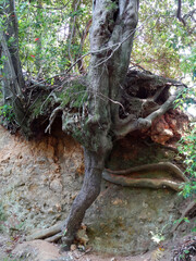 山の断面のむき出しの木の根