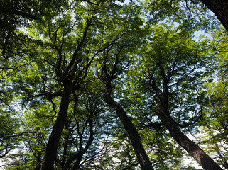 Trees of The Patagonia. Chile