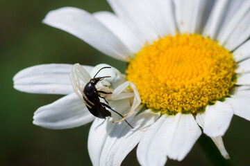 The flower (crab) spider (lat. Misumena vitia), of the family Thomisidae, with its prey.