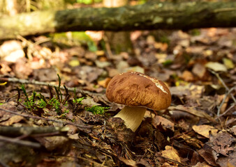 White mushroom in the forest against the background of green vegetation. Awesome boletus grows in wildlife. Porcini bolete mushrooms. Season for picked gourmet mushrooming.
