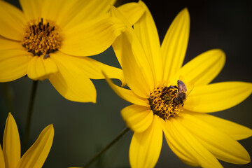 Macro of yellow flower with bee