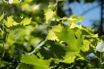 Fototapeta na wymiar vine leaves and sprouts, grape