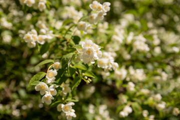 Jasmine flower growing on the bush in garden, floral background.beautiful blossoming branch of jasmine.blooming white flowers.selective focus
