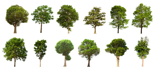 isolated tree green set is located on a white background.Collection of isolated tree green on white...