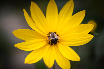 Macro of yellow flower with bee