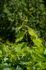 vine leaves and sprouts, grape