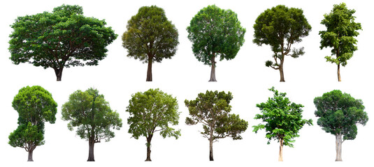 isolated tree green set is located on a white background.Collection of isolated tree green on white background Tropical tree