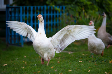 Domestic village goose flaps its wings.
