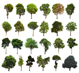 isolated tree green set is located on a white background.Collection of isolated tree green on white background Tropical tree