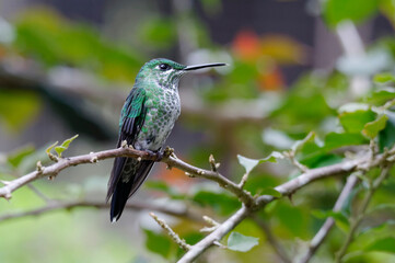 Green-crowned Brilliant (Heliodoxa jacula) in Poas Volcano National Park, Costa Rica